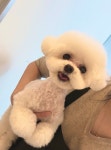 미미애견