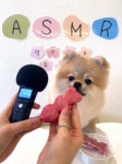 댕구르르 애견유치원 & 카페 & 미용 & 호텔
