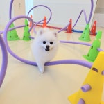 몽블리 펫샵
