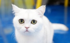 고양이카페 아이캣유