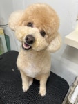 댕댕놀이터 아라점