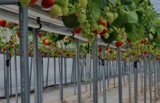 아침애딸기농장