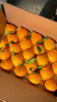 제주대영Farm