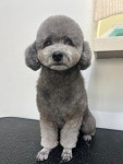 댕댕놀이터 아라점
