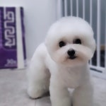 맑음펫