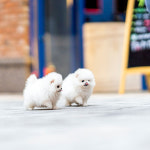 유앤미펫 강아지분양 고양이분양 인천본점