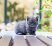 유앤미펫 인천본점