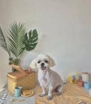 똥강아지애견샵