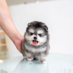 유앤미펫 강아지분양 고양이분양 인천본점