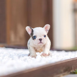 유앤미펫 강아지분양 고양이분양 인천본점