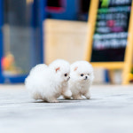 유앤미펫 강아지분양 고양이분양 인천본점