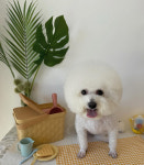 똥강아지애견샵