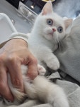 일산고양이 라라캣츠