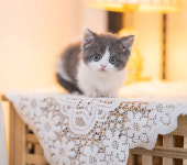 유앤미펫 고양이분양 강아지분양 인천본점