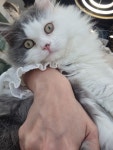 일산고양이 라라캣츠