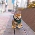 유앤미펫 강아지분양 고양이분양 인천본점