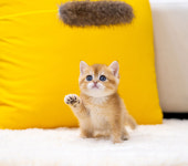 유앤미펫 고양이분양 강아지분양 인천본점