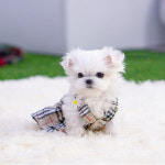 유앤미펫 강아지분양 고양이분양 인천본점