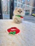 일산고양이 라라캣츠