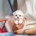 유앤미펫 강아지분양 고양이분양 인천본점