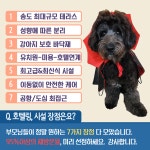 도그유토피아 강아지유치원&애견호텔