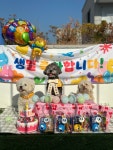 굿데이그라운드 애견 유치원&놀이방