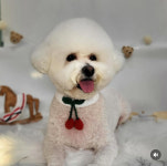 똥강아지애견샵