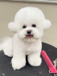 댕댕이발소