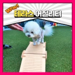 도그유토피아 강아지호텔&애견유치원