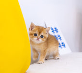 유앤미펫 고양이분양 강아지분양 인천본점