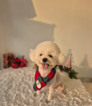 똥강아지애견샵