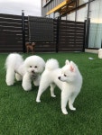 강아지 마을회관 애견유치원&애견호텔