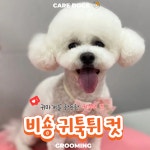 케어독스 강아지유치원