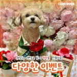 케어독스 강아지유치원