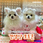케어독스 강아지유치원