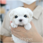 광주강아지분양 고양이분양 도로시펫