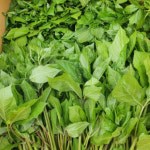 선비가가시오가피농장