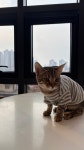 고로캣고양이카페