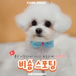 케어독스 강아지유치원