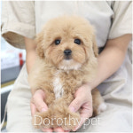 광주강아지분양 도로시펫