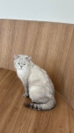 고로캣고양이카페