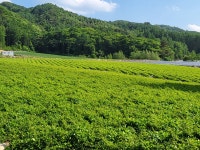 평창더덕직판장