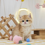 고양이분양 전문 달루나캣츠 마포점