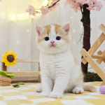 고양이분양 전문 달루나캣츠 마포점