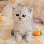 고양이분양 전문 달루나캣츠 왕십리점