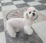 내사랑댕댕이