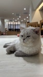 고로캣고양이카페