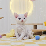 고양이분양 전문 달루나캣츠 마포점