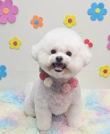 똘이살롱