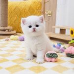 고양이분양 전문 달루나캣츠 마포점